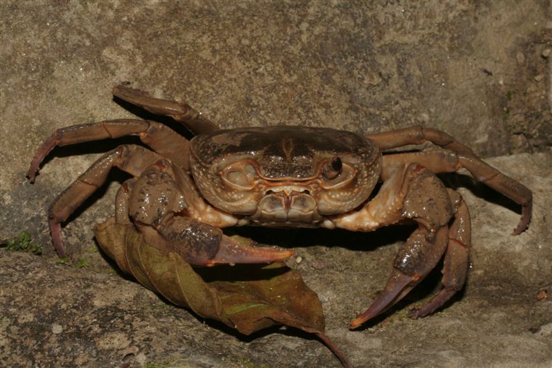 Potamon fluviatilis e gamberi: pericolo per ululoni??